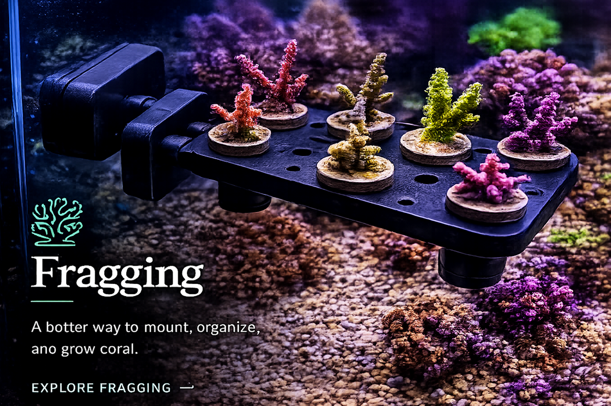 🪸 Fragging
