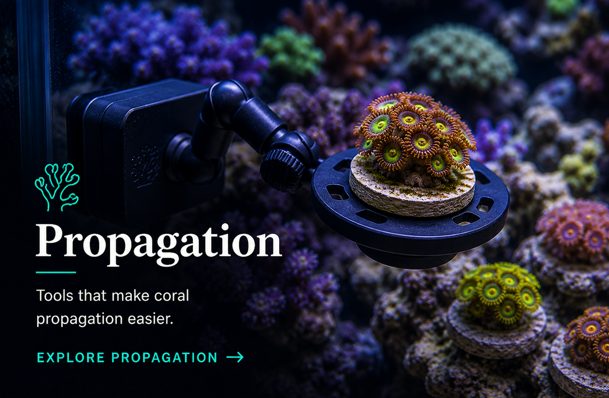 🌱 Propagation